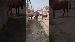 Horse Ride 🙉🙉 hobbledown Hounslow shorts viralshorts ytshorts fyp themepark amusementpark [upl. by Edmee197]