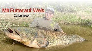 Mit Futter von Catbaits auf Wels [upl. by Ecydnarb]