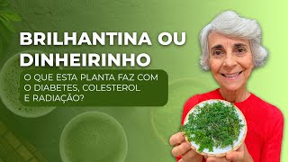 Brilhantina ou dinheirinho o que esta planta faz com diabetes colesterol e radiação [upl. by Flinn]