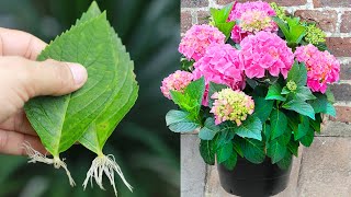 Tips for growing hydrangea to root in water at home [upl. by Milks]