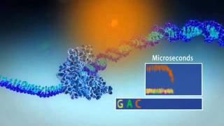 Single Molecule Real Time Sequencing  Pacific Biosciences [upl. by Nnayrrehs170]