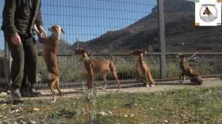 Podenco Andaluz Tagadona Chenoa una de las mejores podencas de España [upl. by Anirbes]