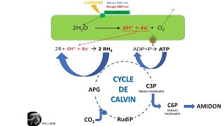 La photosynthèse dans le chloroplaste [upl. by Verena]