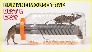 Best amp Easy Humane Mouse TrapRat Trap  DIY Rat Trap Homemade [upl. by Holna]