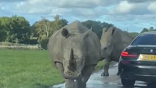 Close Encounter Rhino Charges at Car with Two Women Inside 🦏 [upl. by Kalikow]