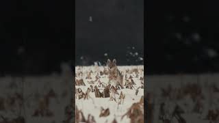 COYOTE VS 6mm ARC coyote hunting [upl. by Monia]