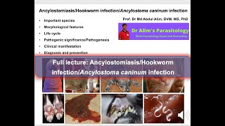 Exploring Deadly Hookworm Infections in Dogs What Every Pet Doctor or Pet Owner Needs to Know [upl. by Tepper]