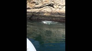 Cliff jumping at Fort Wetherill state park [upl. by Alleunamme277]