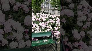 Beautiful Rhododendrons🌸🌸🌸 rhododendron flowers garden nature colors shorts [upl. by Grosz]