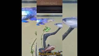 Rainbow Fish [upl. by Gage696]