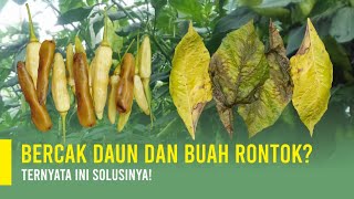 CARA MENGATASI BERCAK DAUN DAN BUAH RONTOK TANAMAN CABE  SOLUSI BUNGA RONTOK [upl. by Russi]