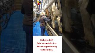 Kühe melken im Dairymaster Mobistar rinderzucht milchviehbetrieb landwirtschaft [upl. by Rapsac]