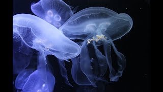 💙 Under Water Dream with Tschaikowski and Jellyfishes in Genoa 💙 [upl. by Goetz244]