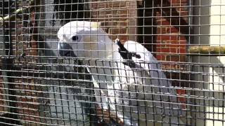 Wingham Wildlife Park Cockatoo quotGoodbyequot [upl. by Lurleen]