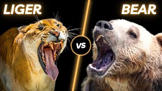 Liger vs Grolar Bear Who Will Win a Fight [upl. by Dympha]