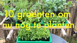 Inis moestuin 202 Begin september 10 heerlijke herfst en wintergroenten die je nog kunt planten [upl. by Hafital]