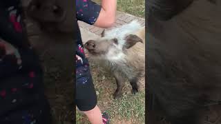 Petting a bushpig [upl. by Obidiah]