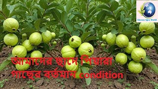 আমাদের ছাদে পিয়ারা গাছের বর্তমান condition। Guava। Rooftop garden। Shovon Agro World [upl. by Cathleen801]