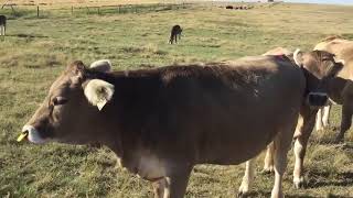 Curious and inquisitive braunvieh cattle [upl. by Scharf]