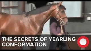 The Secrets of Yearling Conformation [upl. by Sinnod]