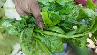 Secret of Pasalai Keerai பசலை கீரை ரகசியங்கள்   Spinach [upl. by Ramhaj]