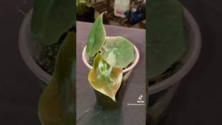 Alocasia Cuprea plants indoorplants alocasiacuprea indoorplantlover plantlover alocasia [upl. by Eigger201]