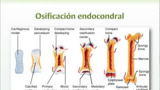 Osificacion  Histologia [upl. by Enilrek669]