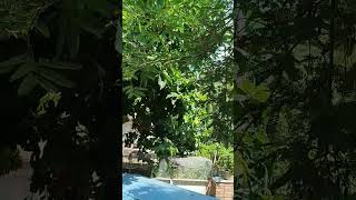 Tamarind fruit or sampaloc in tagalogtree sampalok tamarind candyviralvideo viralshorts [upl. by Airekahs]