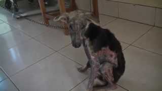 Ugliest puppy alive  Mange [upl. by Richardo]