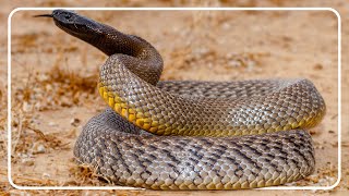 The Worlds Most Venomous Snake [upl. by Bourke]