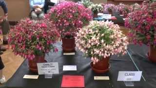 British Fuchsia Show Midland 2014 [upl. by Bridget762]