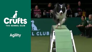 Agility  Crufts Singles Heat Agility Part 1  ​Crufts 2022 [upl. by Kenaz]