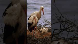 Baby Stork Sounds  at Cabo Sardao Portugal [upl. by Monteria]