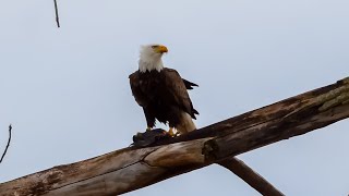 Montezuma Wildlife Refuge Nov 20232024 [upl. by Nolur423]