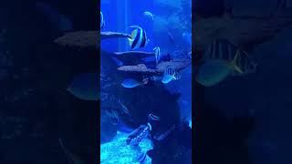 Jakarta Aquarium safari mall fish thebiggest aquarium [upl. by Yremogtnom803]