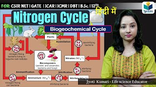 Nitrogen Cycle in Hindi Biogeochemical Cycle  Ecology [upl. by Pestana]