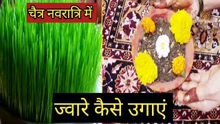 नवरात्रि में ज्वारे कैसे उगाते हैं  jaware kaise ugaye  ज्वारे कैसे बोए  navratri puja 2023 [upl. by Kelcey]