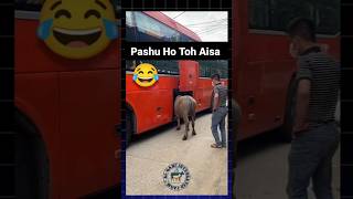 Try not to laugh 🤣🤣🤣 pashu cow pets china tour cattle animals viralvideo trending shorts [upl. by Enirtak]