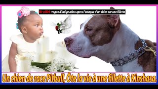 Un chien de race Pitbull ôte la vie à une fillette à Kinshasa [upl. by Swan531]