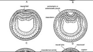 عملية تكوين الاعضاء Organogenesis of Amphioxus [upl. by Imogen]