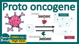 Proto oncogens  How proto oncogenes lead to cancer  The biology of protooncogenes  USMLE [upl. by Allenod]