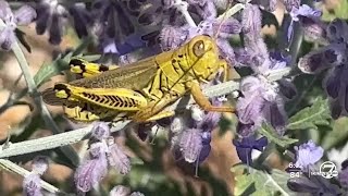 Grasshopper invasion in Colorado Ways to rid them from your home garden [upl. by Lefton862]