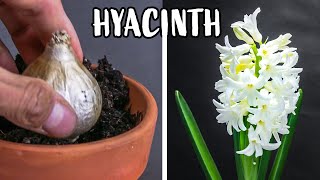 Growing Hyacinth Flower From Bulb Time Lapse 121 Days [upl. by Strauss]