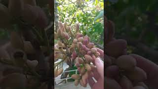 have you ever seen a pistachio tree before subscribe for more pistache pistachio touch nature [upl. by Toy]