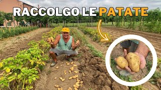 Come RACCOGLIERE le PATATE nell’ORTO [upl. by Atse534]