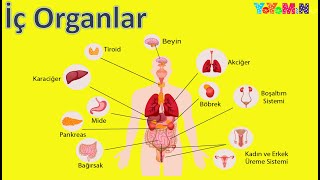 İç Organlarımız  İç Organlarımızı Öğrenelim  Organlar  Mino Öğretiyor [upl. by Sivek]