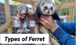 Discover Which Type of Ferret is Perfect for You [upl. by Sethrida579]