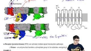 G Protein Coupled Receptors and Receptor Tyrosine Kinases [upl. by Aneerahs6]