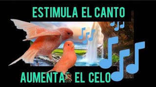 ESTIMULA EL CELO EN TUS CANARIOS CON EL AUDIO DE CANTO DEL CANARIO [upl. by Kenneth383]