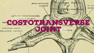 Costotransverse joint [upl. by Omolhs]